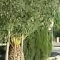 Emran Tahiri