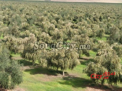 Terrain agricole à vendre à Kelaat seraghna
